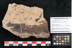 Foto (Objekt + Etikett) von Equisetum haeringianum Ettingshausen (NHMW-GEO-2024-0188-8205)